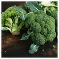 thumbnail image 2 of Everwilde Farms - 1 lb Organic Waltham Broccoli Seeds - Gold Vault Bulk Seed Packet, 2 of 3