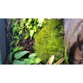 thumbnail image 3 of Josh's Frogs Dried Mood Moss (1 Gallon Bag), 3 of 3