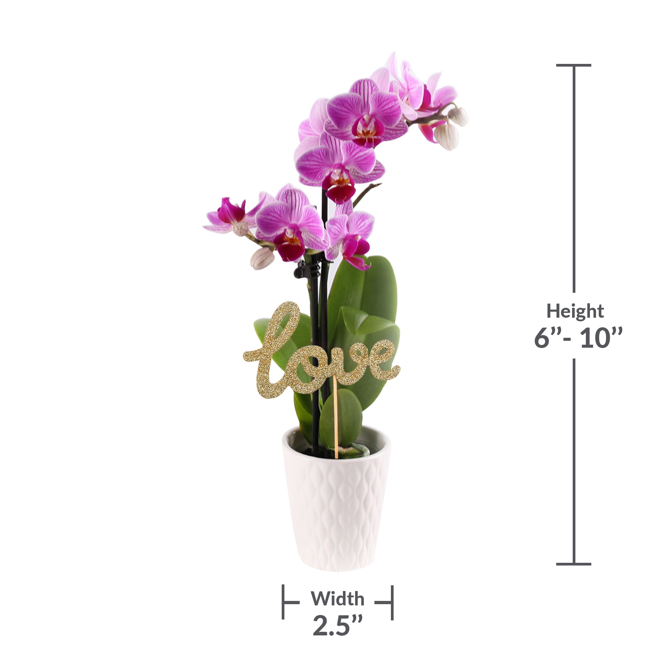 Green Circle Growers 2.5" Orchid in Pink Terrazzo Pot – Happy Birthday Gift