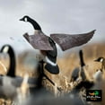Lucky Duck Lucky Flapper Canada Goose Decoy