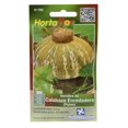 thumbnail image 1 of Semillas Calabaza Enredadera Hortaflor Naranja 9 Gr, 1 of 3