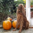 thumbnail image 3 of 1 x Dog Bow Tie, Dog Collar with Detachable Bow Tie, Halloween Pet Accessories, 3 of 5