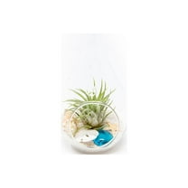 Glass Teardrop Beach Plant Terrarium - Air Plant, Sand, Starfish and Shell in Propagation Jar - Home and Garden Decor Plant Pot - Easy Care Indoor and Outdoor Plants Vase (1 Teardrop - White Sand)