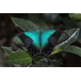 thumbnail image 2 of Jaynes Gallery 32x23 White Modern Wood Framed Museum Art Print Titled - Indonesia-Bali Blue swallowtail butterfly on leaf, 2 of 4