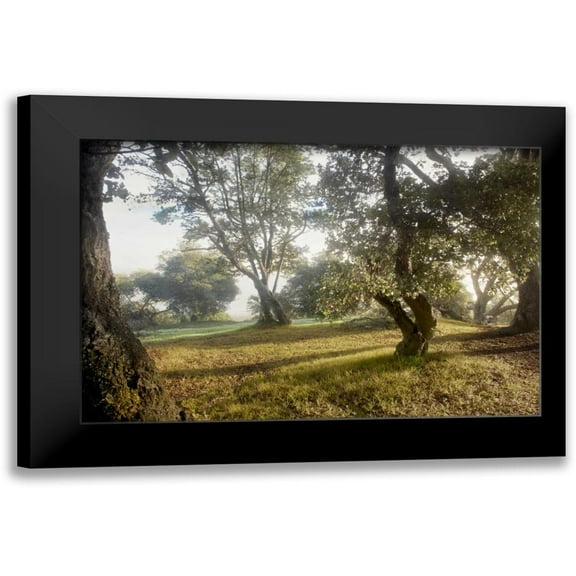 Blaustein, Alan 14x11 Black Modern Framed Museum Art Print Titled - Oak Tree - 70