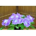 thumbnail image 6 of 50 Mixed JAPANESE MORNING GLORY Ipomoea Nil Flower Vine Color Mix Bicolor Tricolor Blue Red White Pink Purple Violet Seeds, 6 of 10