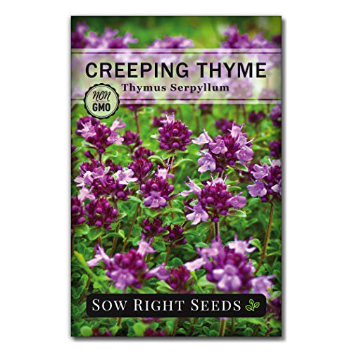 Sow Right Seeds Creeping Thyme Seeds to Plant Full Sow Right Seeds Creeping Thyme Seeds to Plant Full