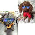 thumbnail image 3 of Dog Goggles, Eye Protection (New Version) Sunglasses Waterproof Windproof UV Protection for Small Medium Dogs (Blue), 3 of 7