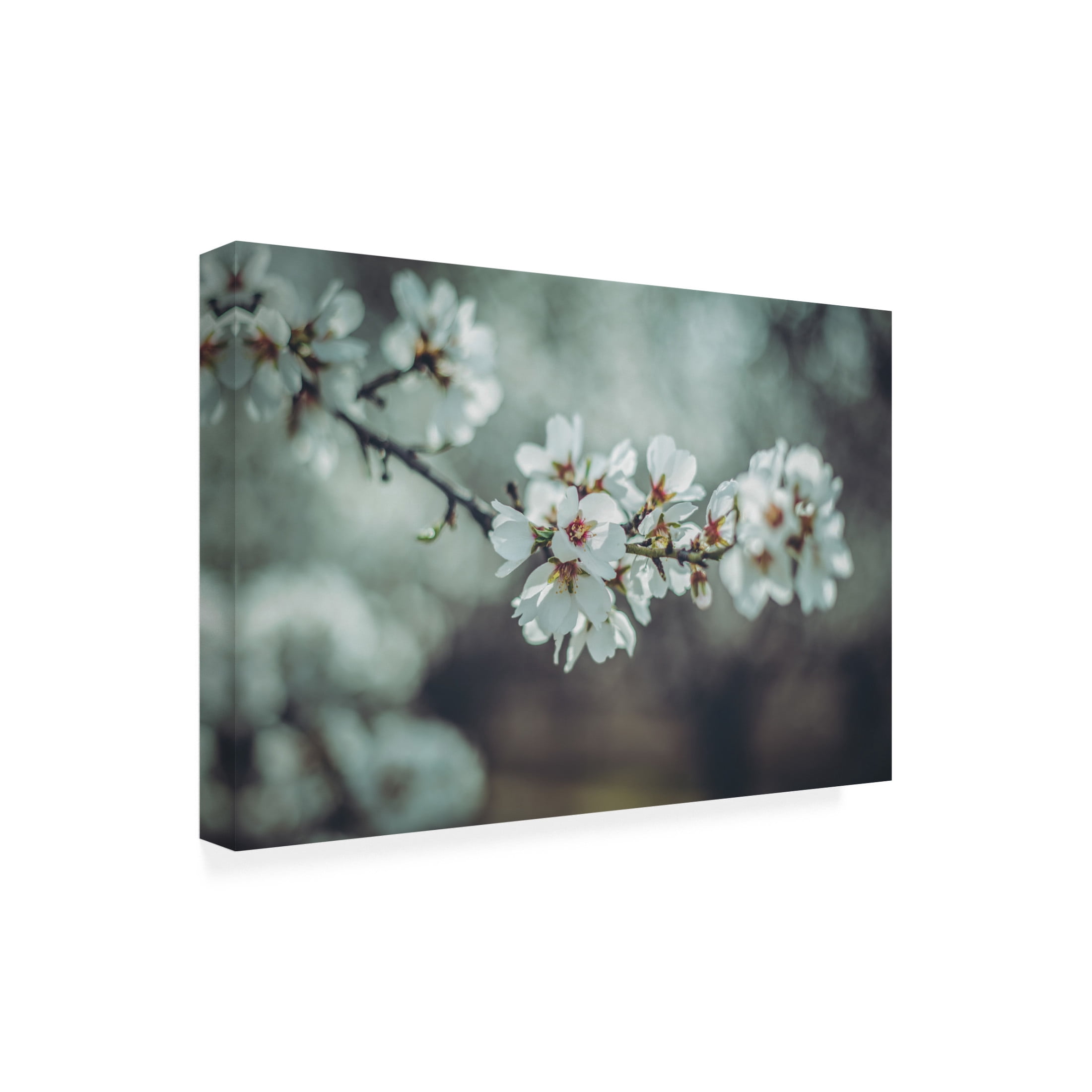 Trademark Fine Art Tim Mossholder Almond Blossoms Canvas Wall Art