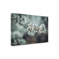 thumbnail image 4 of Trademark Fine Art Tim Mossholder Almond Blossoms Canvas Wall Art, 4 of 4