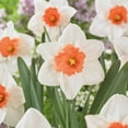 thumbnail image 1 of TASC Narcissus Flower Bulbs-Narcissus Large Cupped Decoy (10 Bulbs), 1 of 1