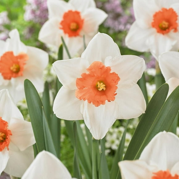 TASC Narcissus Flower Bulbs-Narcissus Large Cupped Decoy (10 Bulbs)