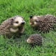 thumbnail image 1 of Garden Animal Figurines - Cute Hedgehog Statuettes - Garden Sculpture - Outdoor Decoration Compatible Garden And Patio - Plastic, 1 of 2