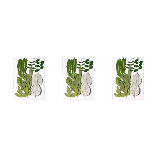 Matsuzay Hojas secas naturales Plantas en relieve Hojas prensadas Colgante verde Decoración Decorativa para tarjetas de boda de resina Type1 NO1