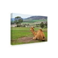 thumbnail image 2 of Trademark Fine Art 'Camel And His View' Canvas Art by Incredi, 2 of 2