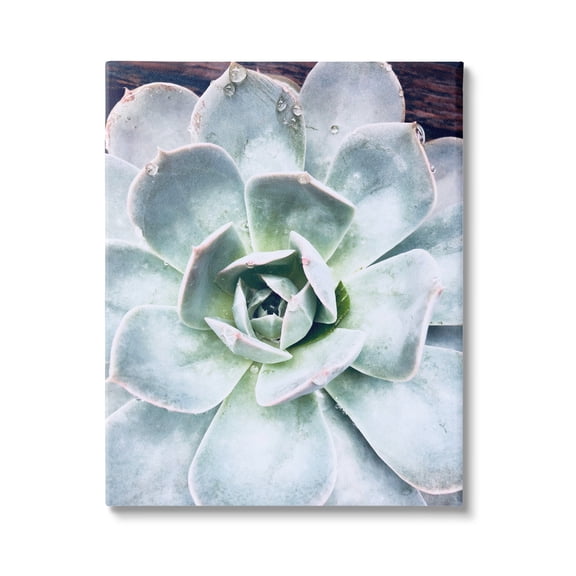 Stupell Industries Succulent Leaves Water Droplets Botanical & Floral Photography Gallery Wrapped Canvas Print Wall Art