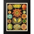 thumbnail image 2 of Haeckel, Ernst 19x24 Black Modern Framed Museum Art Print Titled - Haeckel Nature Illustrations: Ascidiae, 2 of 5