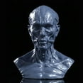 thumbnail image 3 of 4" Human Model Anatomy Skull Head Muscle Bone 10cm Anatomical Artist Drawing Grey, 3 of 8