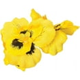 thumbnail image 3 of 10 in. Yellow Pansy Bush, 3 of 3