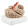 Walter Products Brain with Arteries, 9 Parts