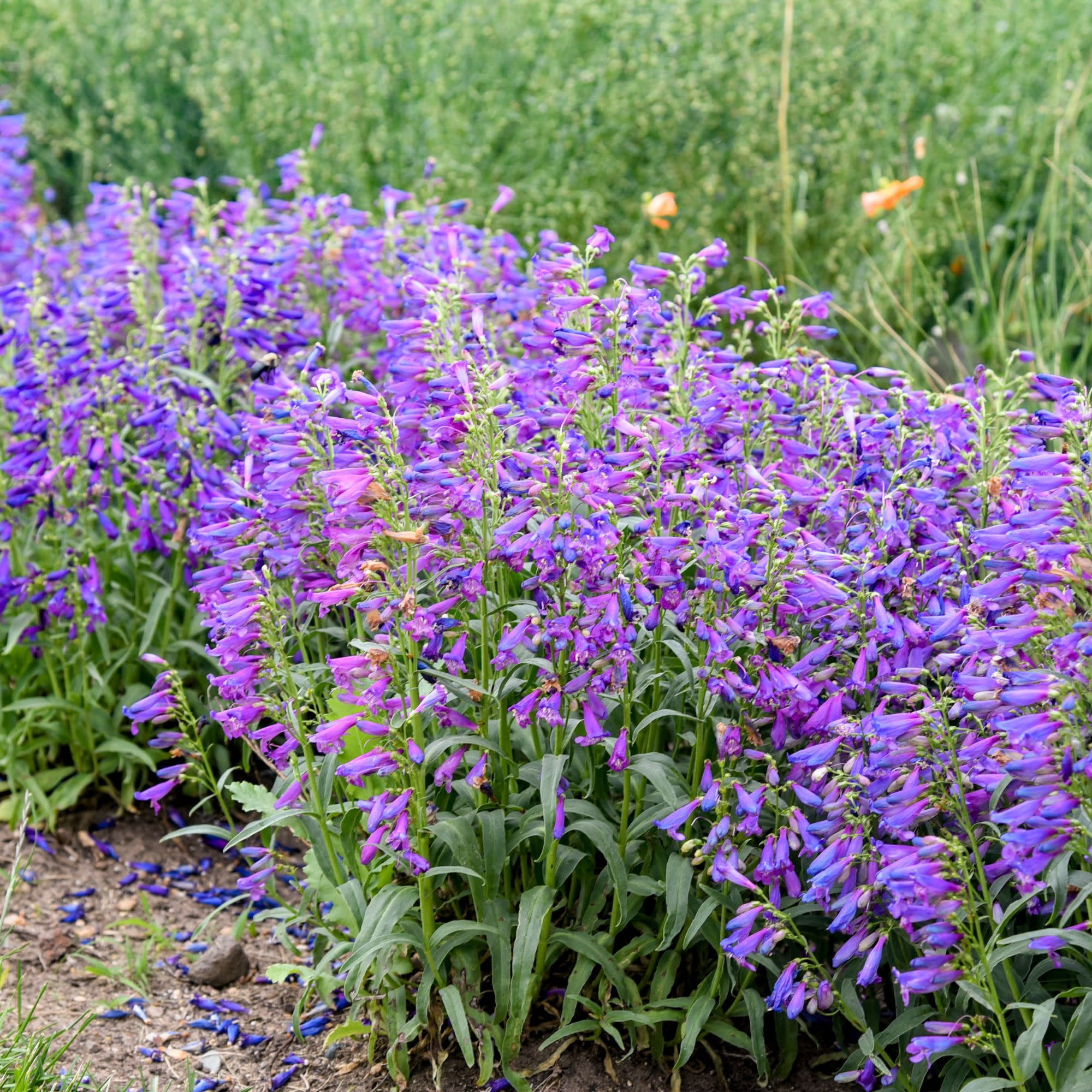 Proven Winners 6" Purple Bejeweled 'Lavender Sapphires' Bearded Penstemon Live Plant in 6.5" Pot
