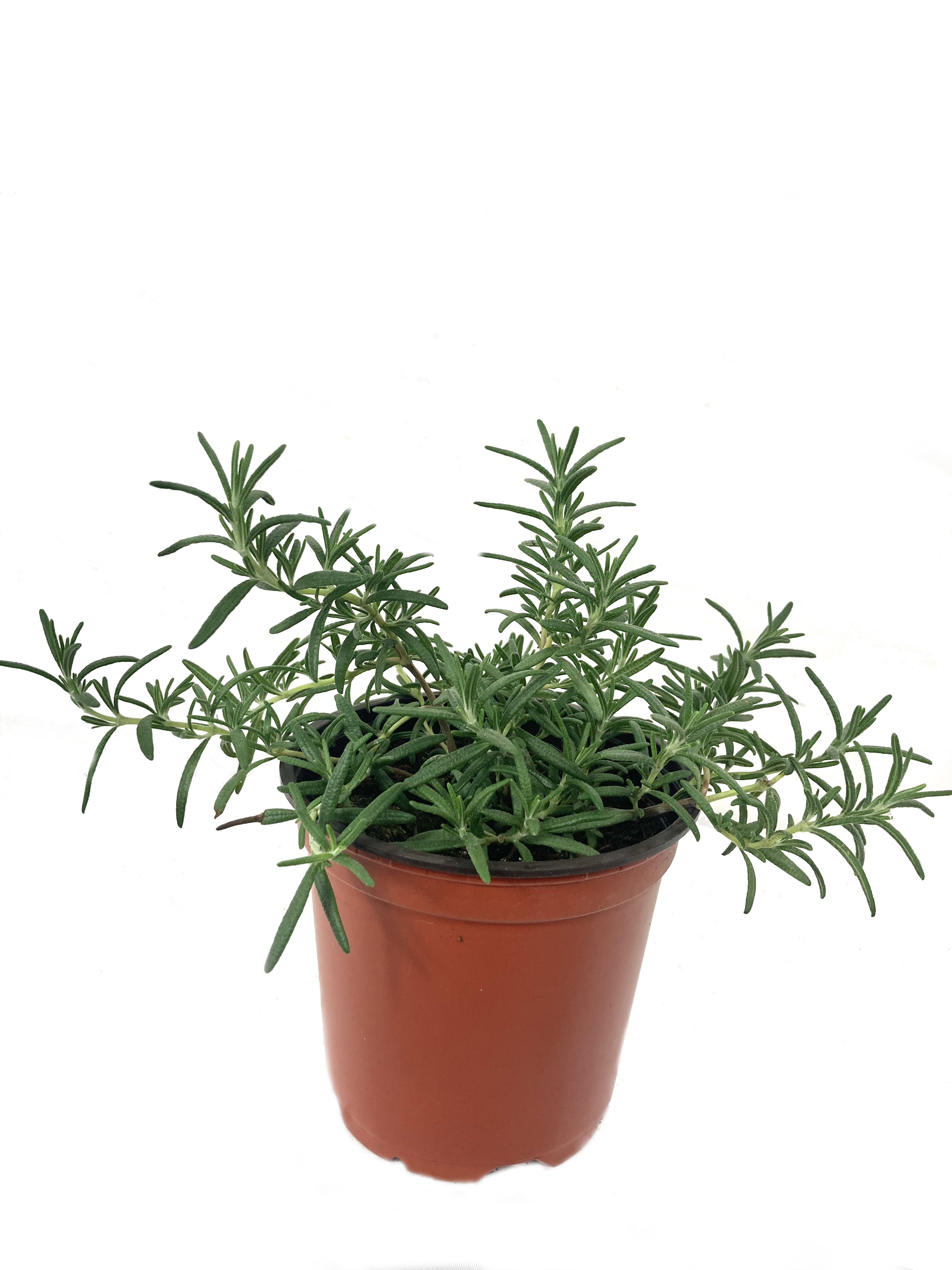 Rosemary Plant Live Plant in a 4 inch Pot Salvia Rosmarinus