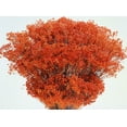 thumbnail image 1 of Dried Broom Bloom Flowers - Colors 4-5 oz bunch (1 bunch shown) 18-22in. Long -- Single bunch - Orange, 1 of 5