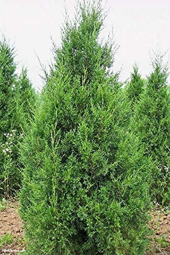 Keteleeri Juniper 1 Live Gallon Size Tree Juniperus