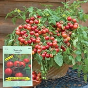 Valley Greene 100mg Cherry Tomato Seeds : 2CT