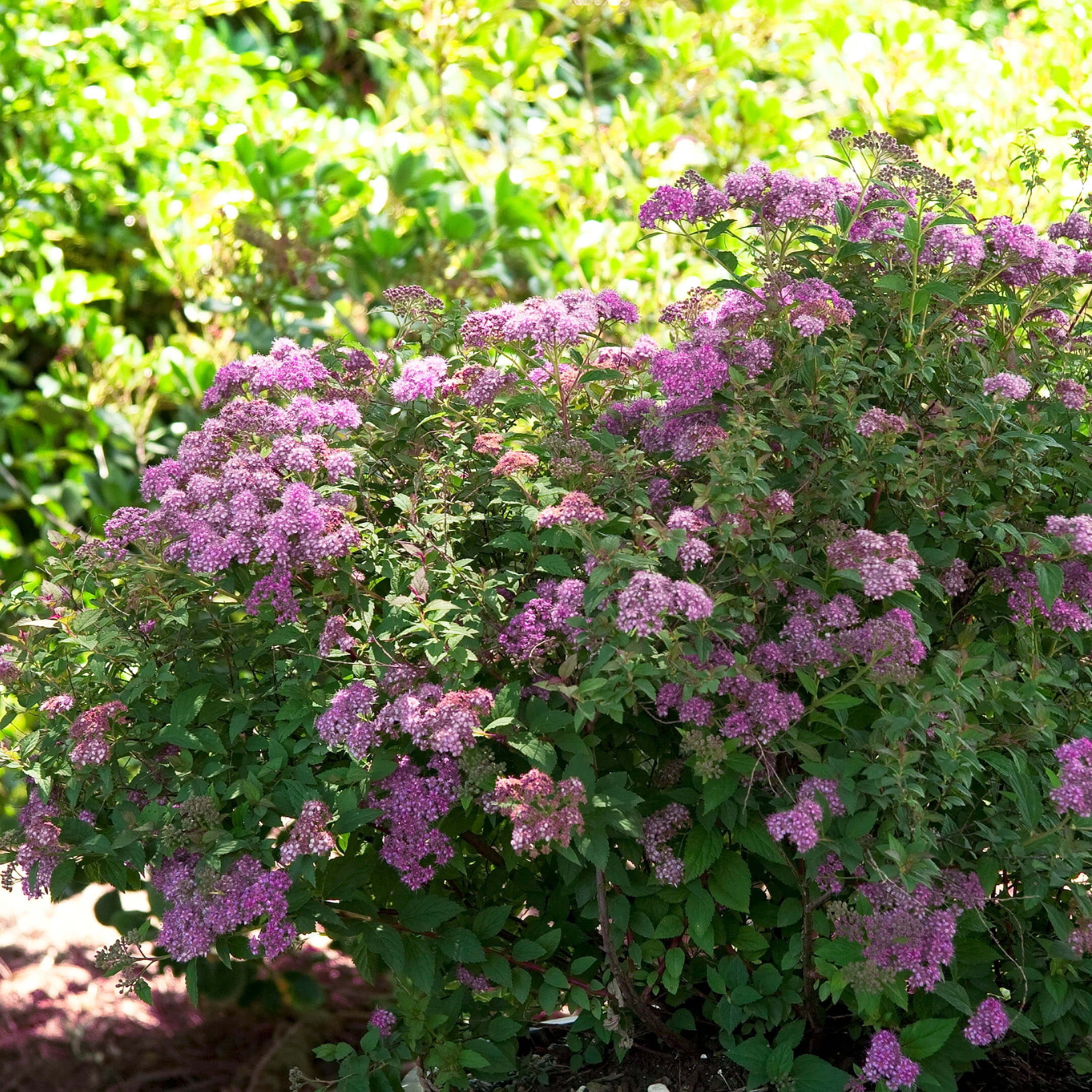 Southern Living Little Bonnie Dwarf Spiraea Live Shrub in 2.5-Quart Grower Pot