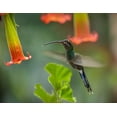 thumbnail image 2 of Fitzharris, Tim 18x15 Black Ornate Wood Framed with Double Matting Museum Art Print Titled - Green Hermit Hummingbird, 2 of 4