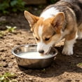 thumbnail image 6 of Stainless Steel Pet Bowls 5.5 Inch Metal Cat Bowl Whisker Friendly Shallow Wide Flat Dishes, Non Slip Silicone Bottom for Dog Cat Food and Water, Small Medium Large Pet Feeding, 6 of 6