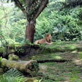 thumbnail image 2 of CafePress - Lion - Unique Fabric Shower Curtain 70" x 72", 2 of 3