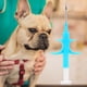 thumbnail image 5 of Microchip Para Animales Transpondedor De Vidrio Con Microchip Para Animales Con Jeringa Para Mascotas Perro Gato 2.12x12 Mm / 0.08x0.47in, 5 of 8