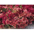 thumbnail image 2 of 50 Red DRAGONS BLOOD SEDUM Stonecrop Sedum Spurium Flower Seeds, 2 of 4