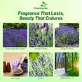 thumbnail image 2 of Outsidepride English LavenderITSC&nbsp;Seeds - 10000 Pcs Perennial, Drought-Tolerant & Pollinator Herb Seeds for Planting Fragrant and Delicate Flowers with Lavender Blooms for Xeriscaping Gardens, 2 of 3
