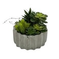 thumbnail image 2 of Faux Succulent In Cement Pot 7" Diameter, 2 of 4