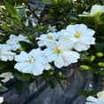 thumbnail image 2 of Double Mint Gardenia Live Flowering Shrub – 2 Gallon Potted Plant, Fragrant Double White Blooms, Evergreen Landscape Gardenia, 2 of 6