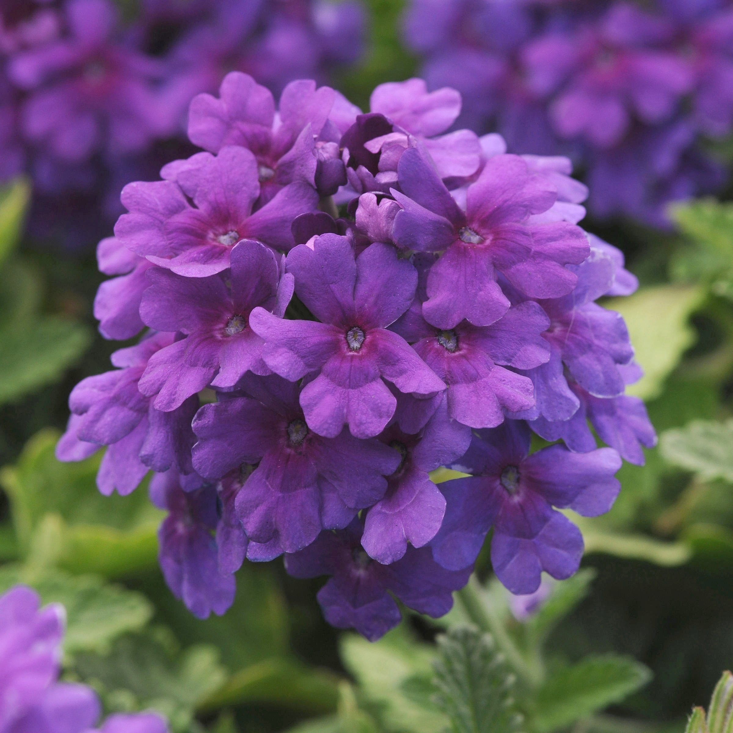 Live Perennial 4" Verbena EnduraScape Dark Purple (3-Pack) with Full Sunlight