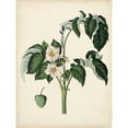 thumbnail image 3 of Vision Studio 15x18 Black Modern Framed Museum Art Print Titled - Antique Foliage and Fruit II, 3 of 5