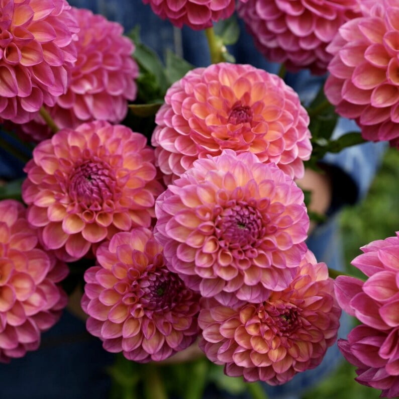 40 Seeds - Linda's Dahlia Seeds - Pollinator Friendly,, Heirloom Flower Seeds Mix for Gardens