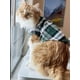 thumbnail image 4 of Camisa a Cuadros para Perros, Ropa a Cuadros para Gatos Camisa Suave y cómoda (M, Verde) JM, 4 of 5