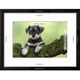 thumbnail image 3 of Miniature Schnauzer Puppy 6 Weeks Old on a Mossy Log, Animals Framed Art Print Wall Art Sold by Art.Com, 3 of 6