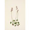 thumbnail image 2 of Mary Vaux Walcott 18x24 Black Ornate Framed Double Matted Museum Art Print Titled: Small Pyrola. Pyrola Minor (1925), 2 of 5