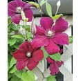 thumbnail image 4 of Clematis Rouge Cardinal - Live Plant in a 4 Inch Growers Pot - Clematis 'Rouge Cardinal' - Starter Plants Ready for The Garden - Beautiful Maroon Red Flowering Vine, 4 of 5