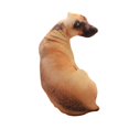 thumbnail image 3 of Juguete de felpa CUTICAT almohada de felpa estilo A, 3 of 8