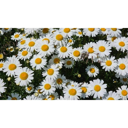 1000 DWARF White SHASTA DAISY Chrysanthemum Maximum Flower Seeds