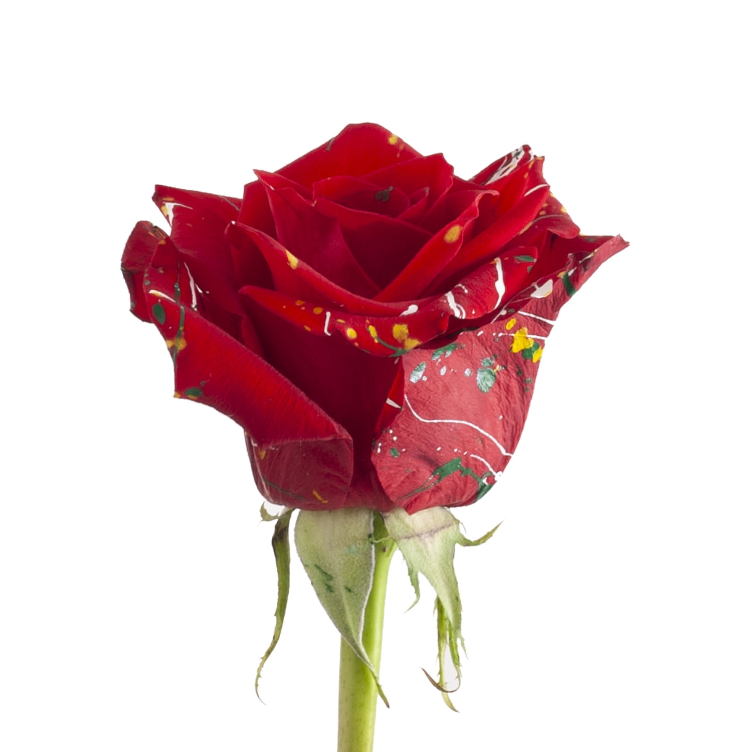 Painted Carrie Confetti Roses 50 cm Fresh Cut 50 Stems Walmart