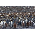 thumbnail image 2 of Goff, Ellen B. 14x11 Gold Ornate Wood Framed with Double Matting Museum Art Print Titled - Southern Ocean-South Georgia-St-Andrews Bay-The rookery is crowded with adults and a few chicks, 2 of 4