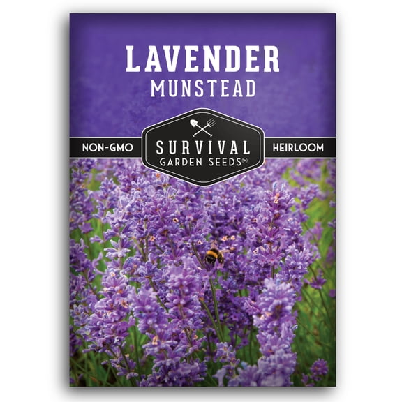 Munstead Lavender Seeds - Lavandula Angustifolia - Heirloom Perennial Full Sun Herb - 1 Pack